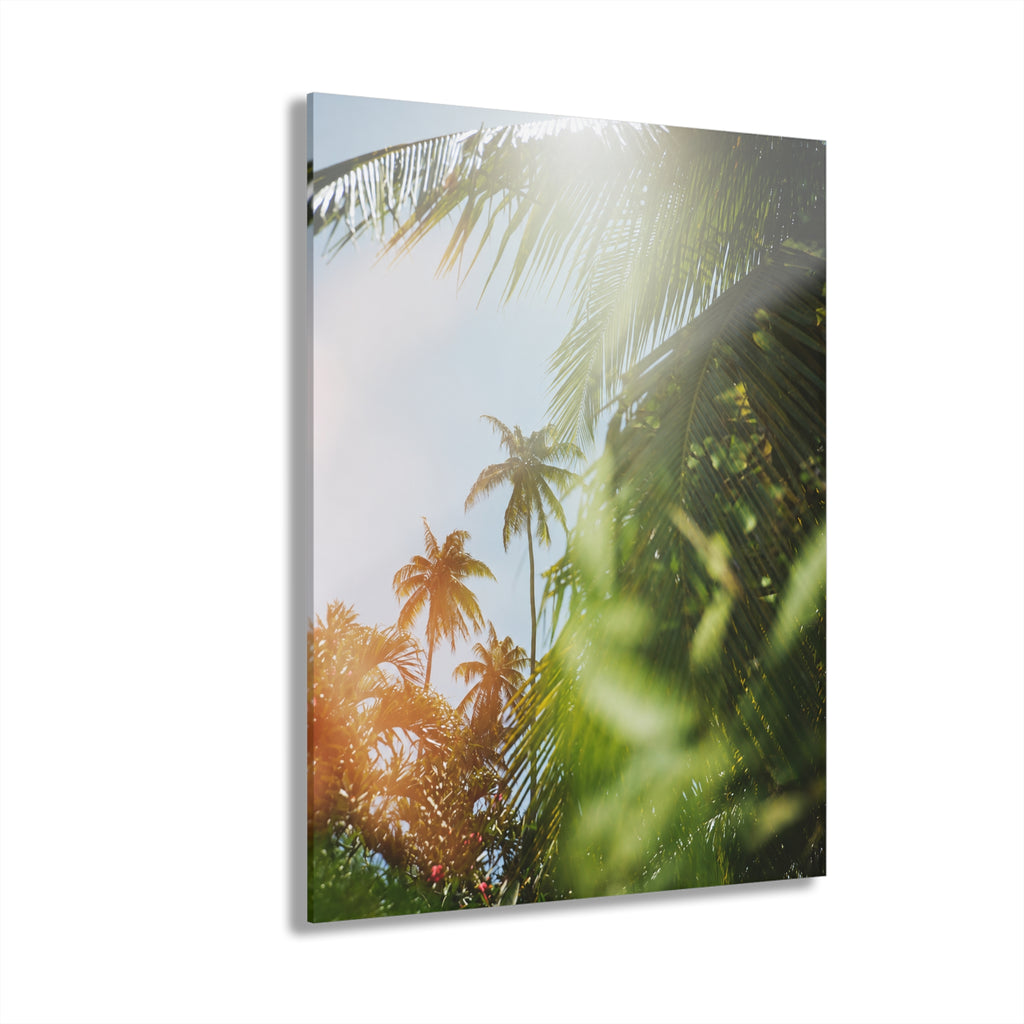 Tropical Palm Tree Acrylic Wall Art, Sunlit Botanical Photography