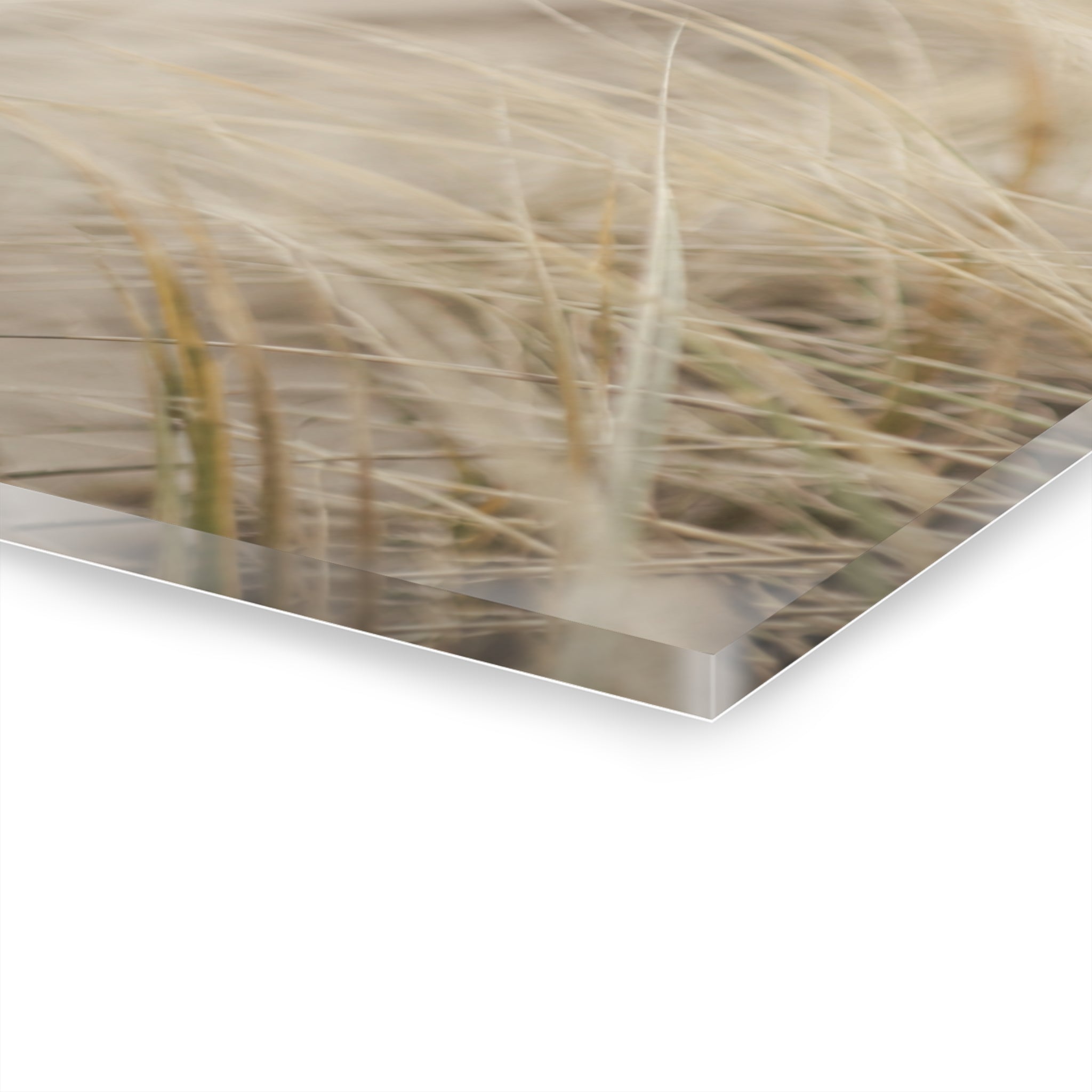 Coastal Dune Grasses Acrylic Print (French Cleat)