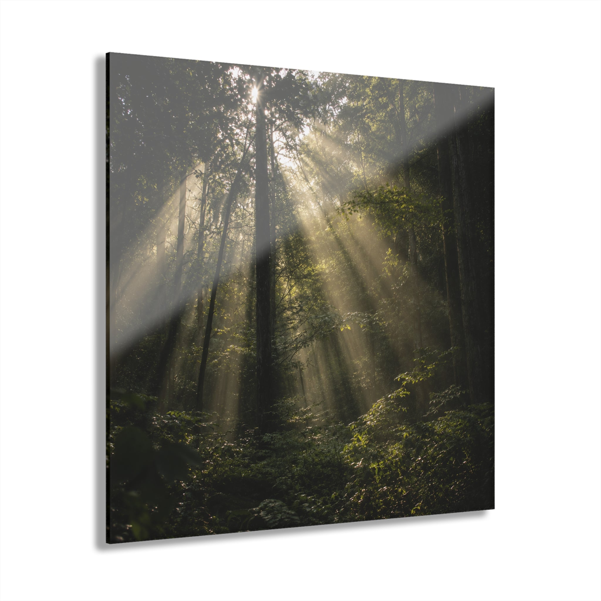 ENCHANTED No. 4 | Forest Element Pack