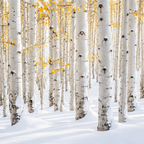 ASPEN | 4-Piece Acrylic Winter Wall Art Set