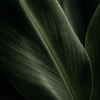 BOTANICA | Floral Element Pack