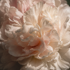 BOTANICA | Floral Element Pack
