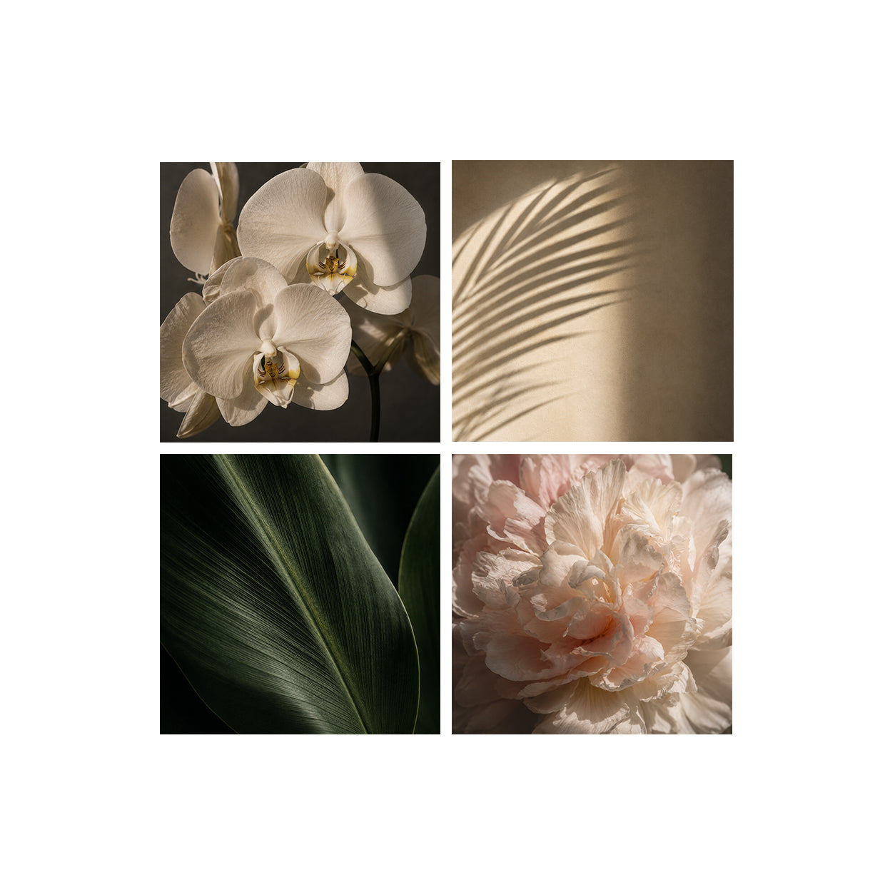 BOTANICA | Floral Element Pack