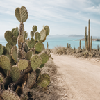 BAJA RELICS | Coastal Desert Element Pack