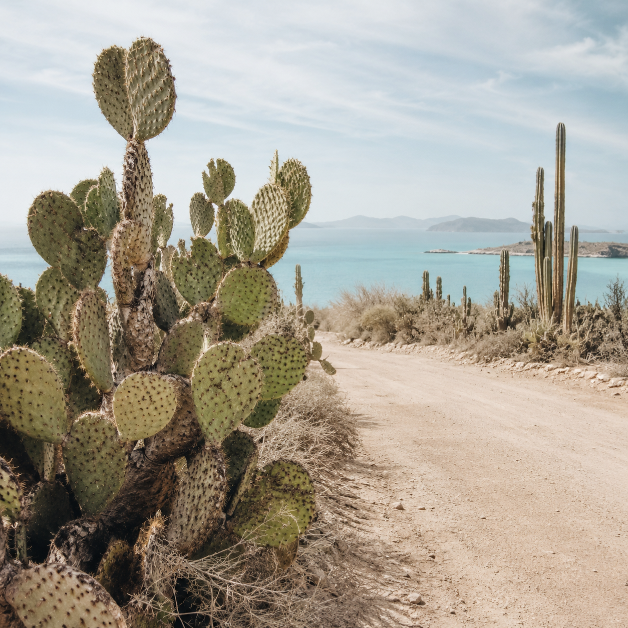BAJA RELICS | Coastal Desert Element Pack