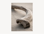 Driftwood Curve | Driftline No. 1