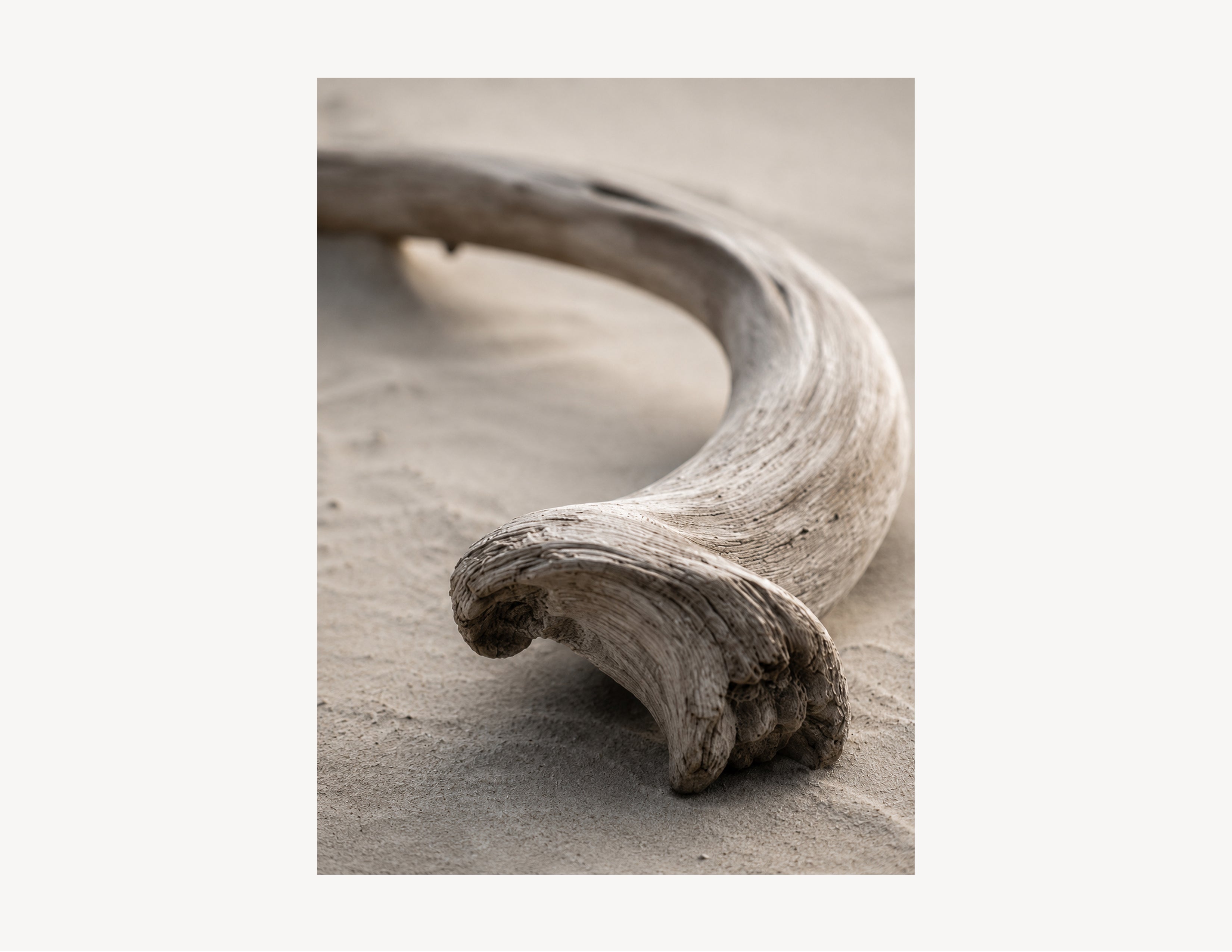 Driftwood Curve | Driftline No. 1
