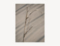 Salt-Worn Reed | Driftline No. 2