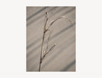Salt-Worn Reed | Driftline No. 2