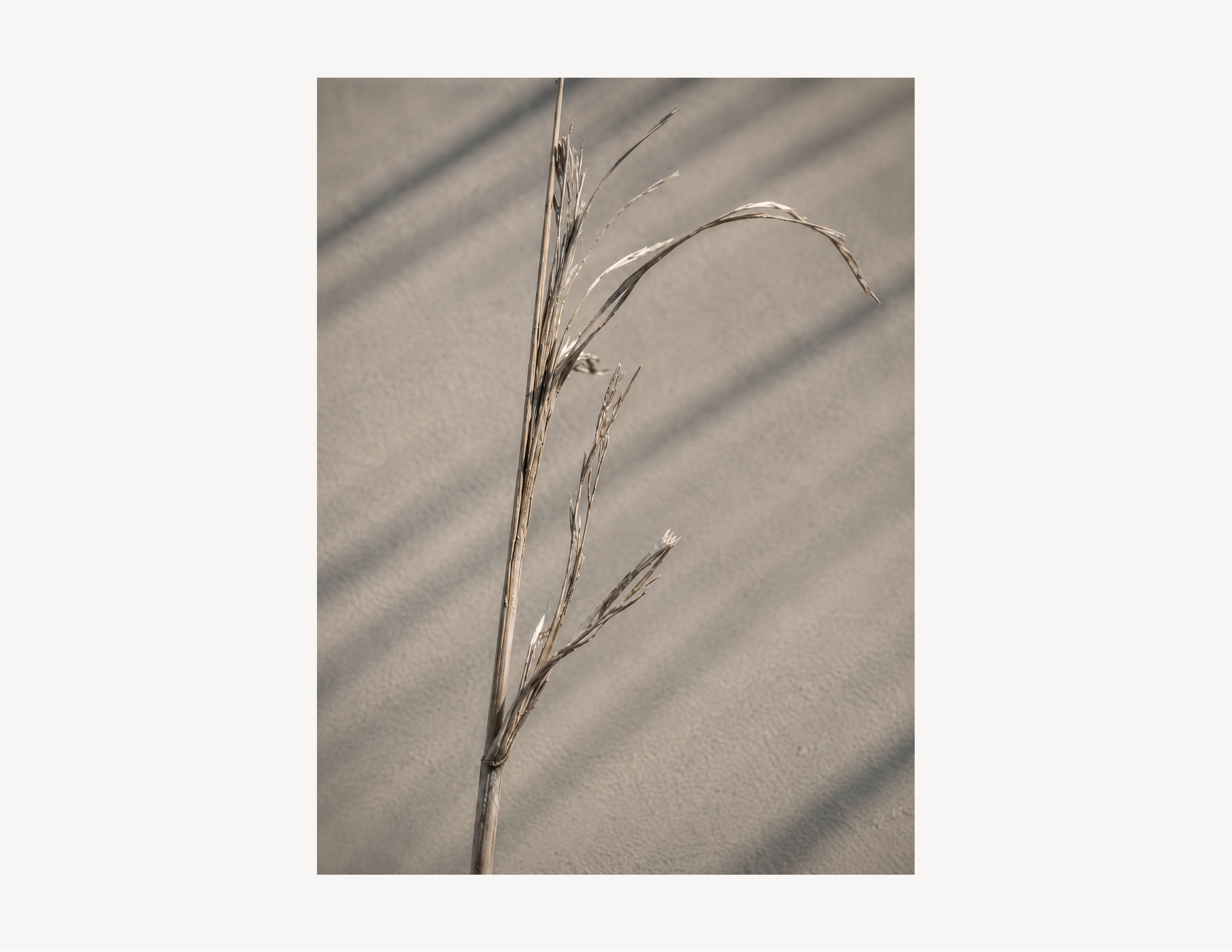 Salt-Worn Reed | Driftline No. 2