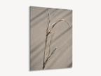 Salt-Worn Reed | Driftline No. 2