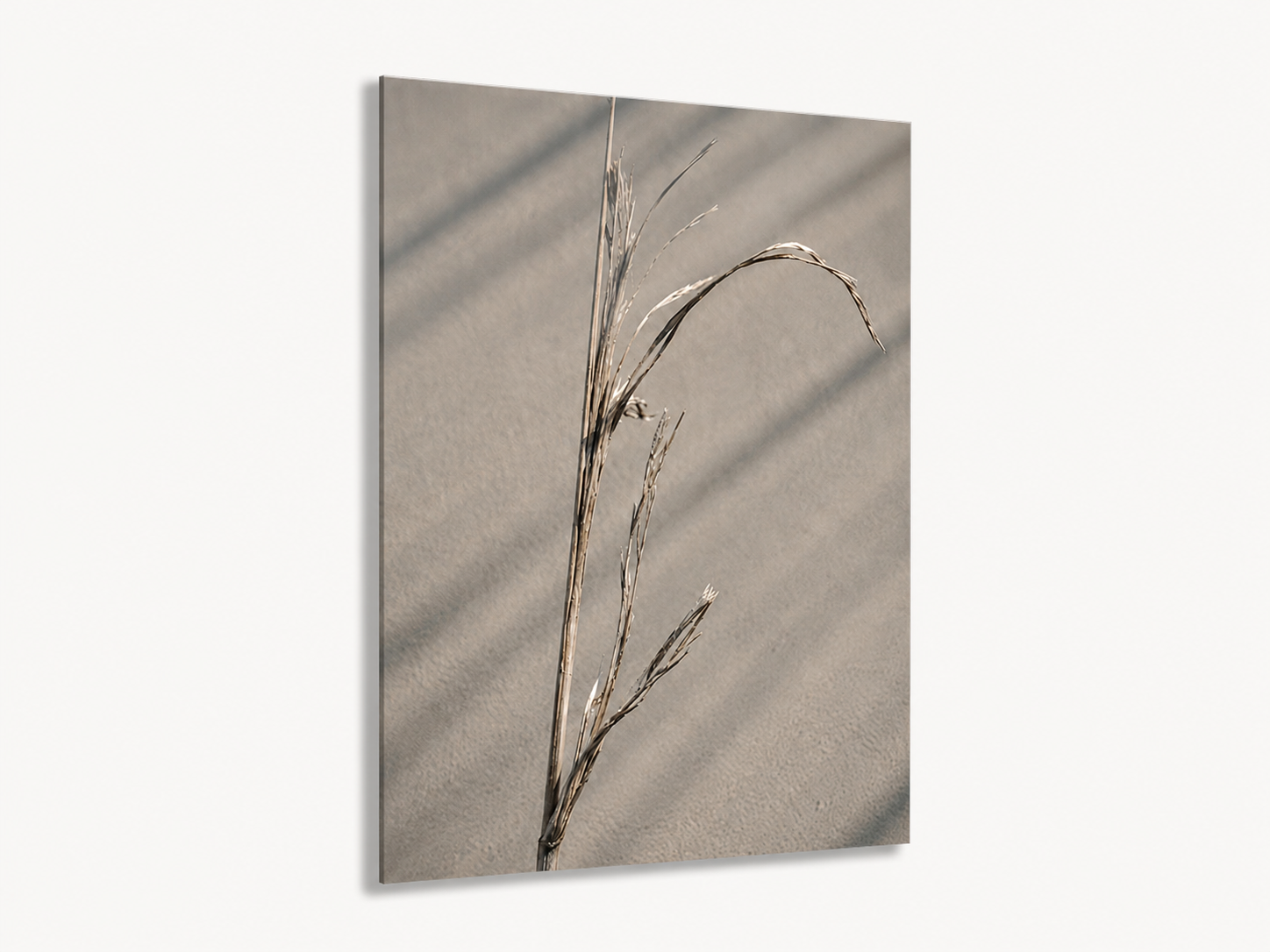 Salt-Worn Reed | Driftline No. 2