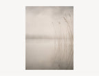 Morning Reed | Dune Light No. 3