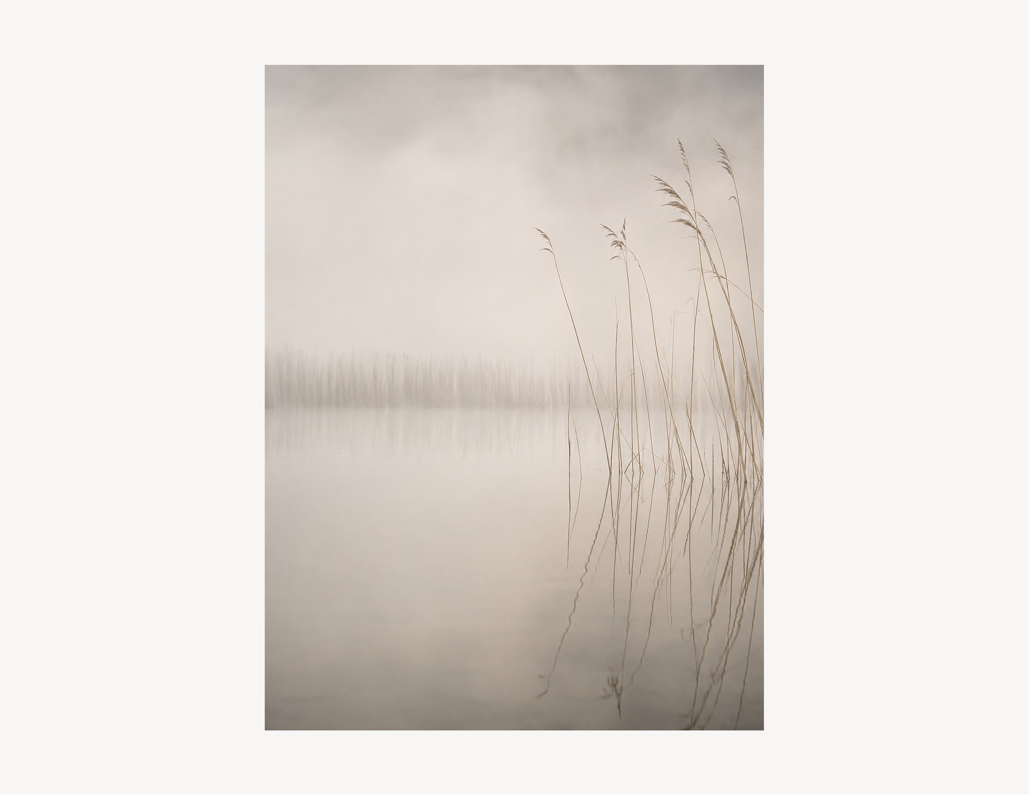 Morning Reed | Dune Light No. 3