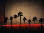 Not Your Average Palms | Las Vegas No. 01